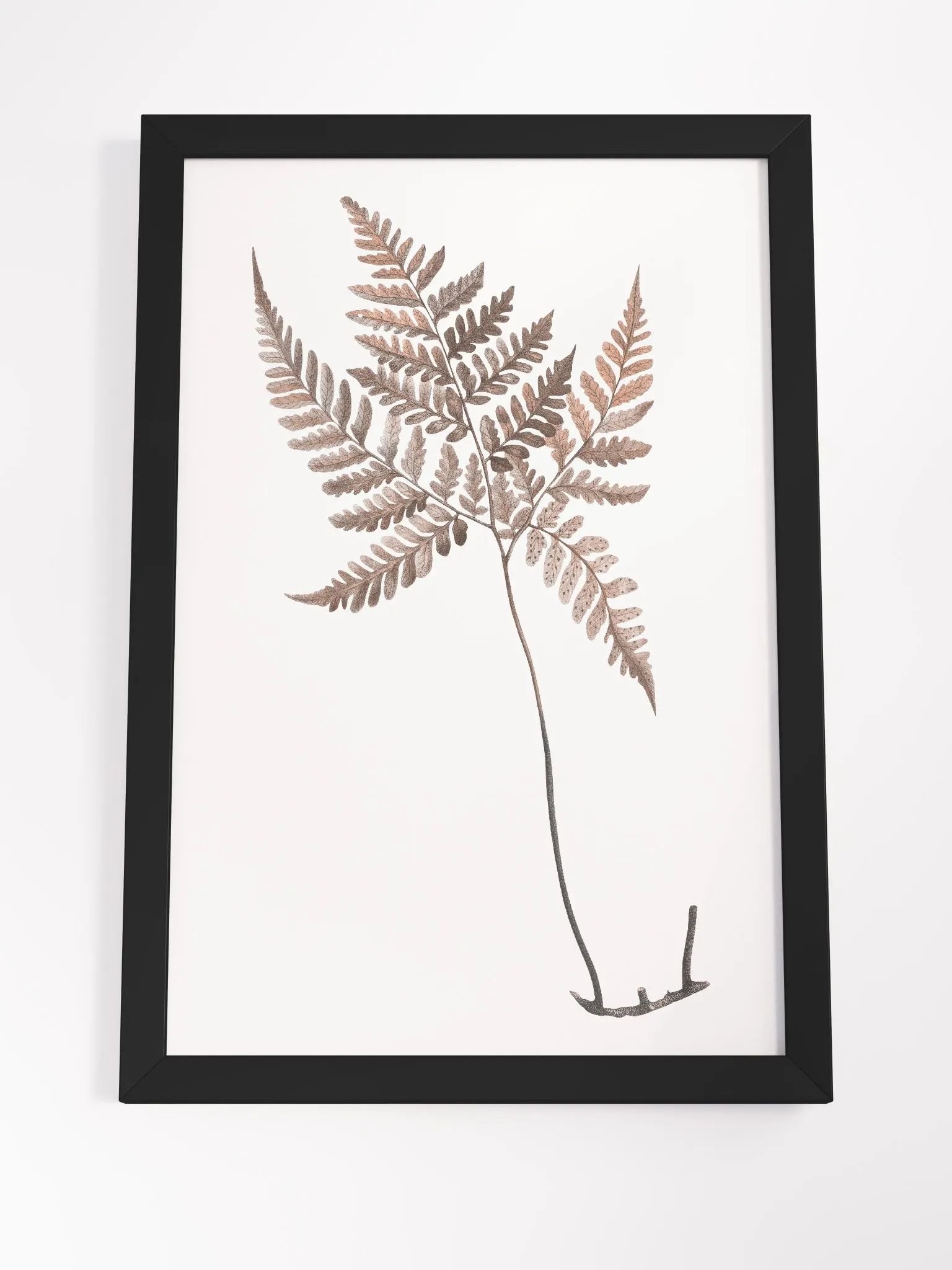 Ecotone Fern #1 Framed Print product image (4)