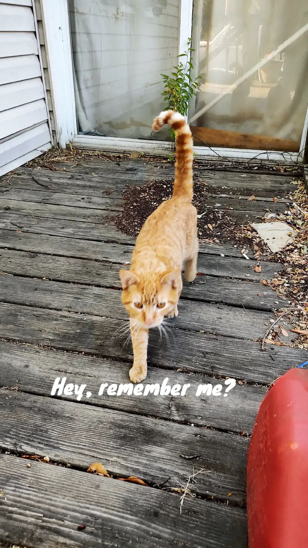 Happy Gotcha Day Coop! #coopkitty #cooploops #gingercat #rescuecat 