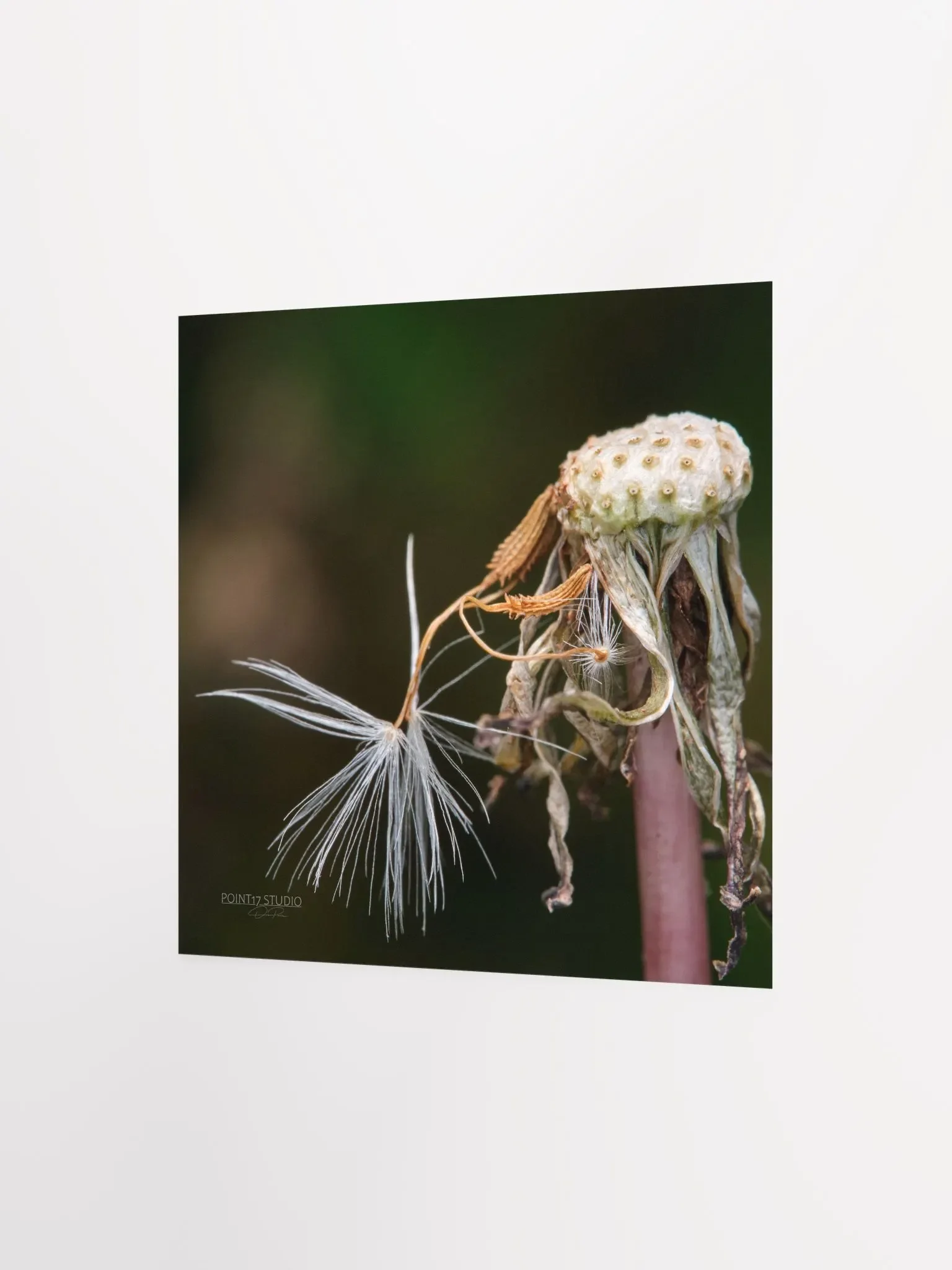 Dandelion #12 - Print product image (5)