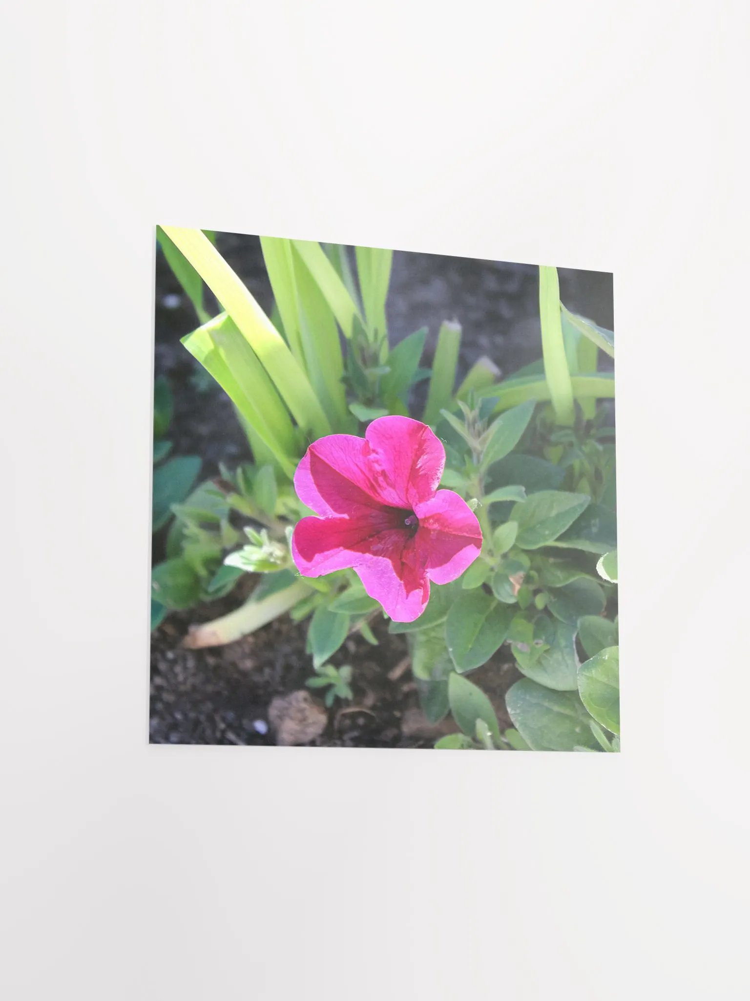 Pink Flower product image (13)