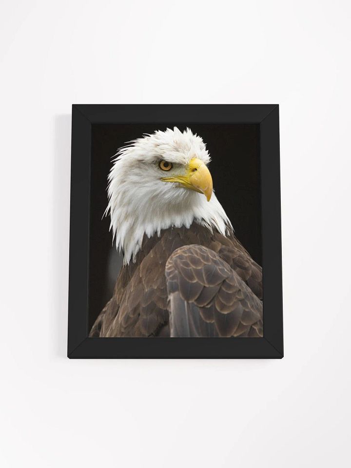 American Bald Eagle product image (2)