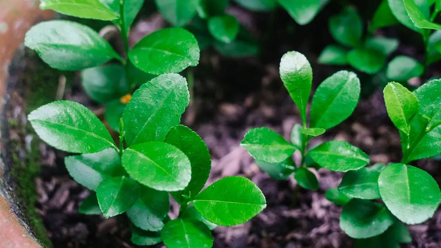 Lemon seeds ( Sri Lanka ) product image (3)