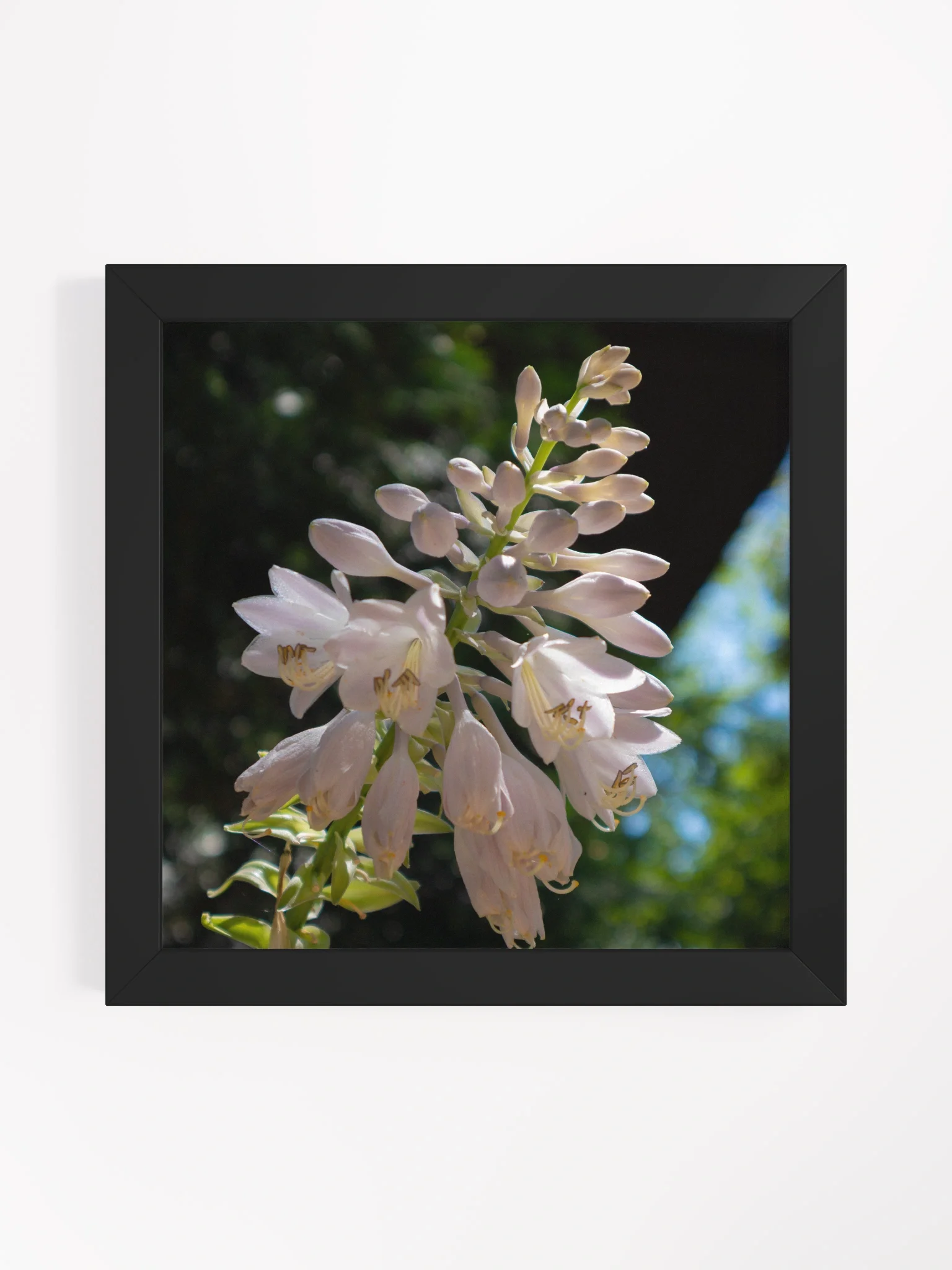 Hosta Flower - Partially Open Buds - Wood Framed Matte Poster 10 x 10 - Variety Colors product image (1)