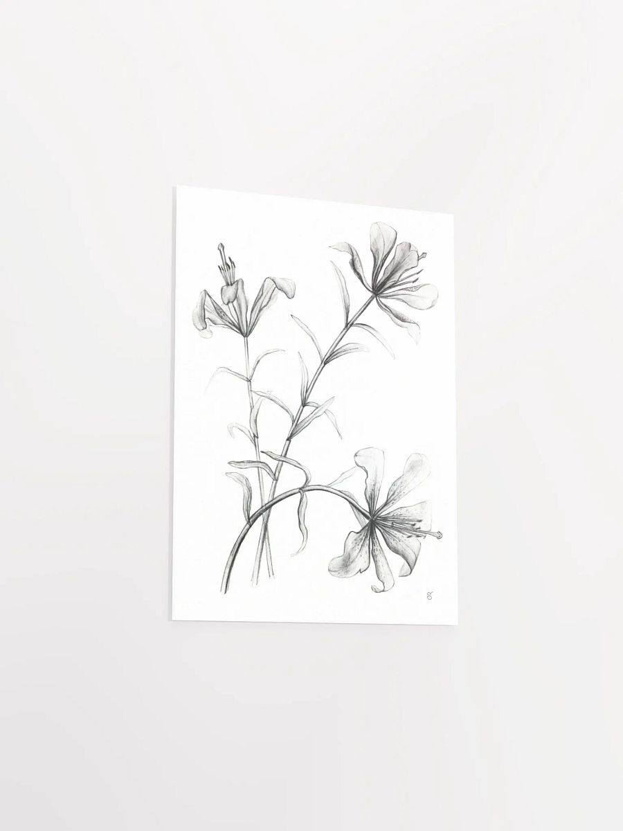 Lily Botanical Drawing Poster - Wild Elegant Flowers product image (3)