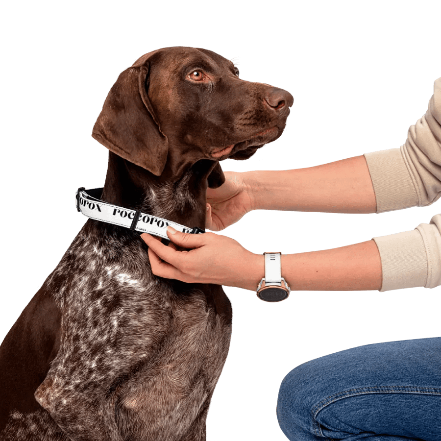 RoccoRox Dog Collar White Size Large product image (6)
