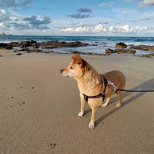 Oggi passeggiata al mare 🐕
.
.
.
#sea #pet #kira #beach #sun #petlovers  #love #animalsofinstagram #dogsofinstagram #dog #nat...