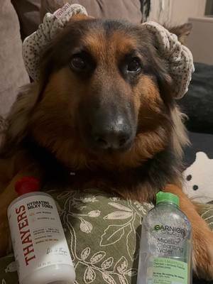 she’s just a girl 🙂‍↕️ #dogsoftiktok #girltherapy #gsdoftiktok 