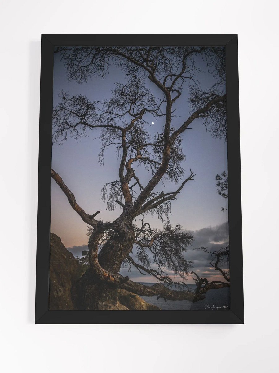Print Fine Art - The Pine in Moonlight, Pointe du Layet, Lavandou, Var product image (7)