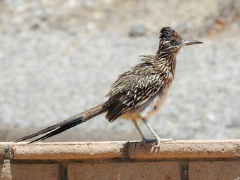 Greater Roadrunners