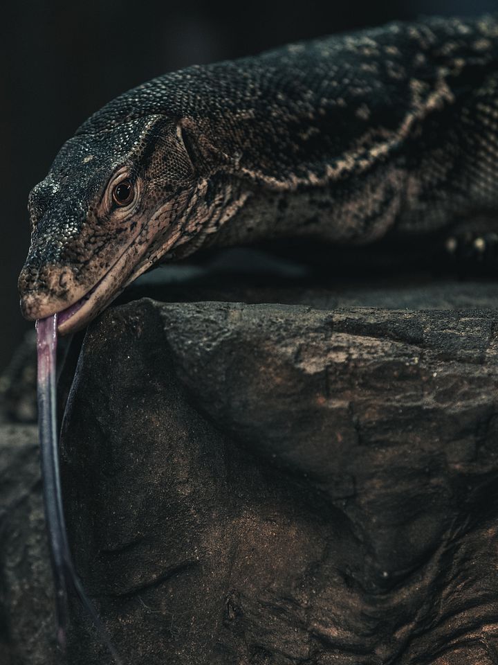 Asian Water Monitor Perched product image (1)