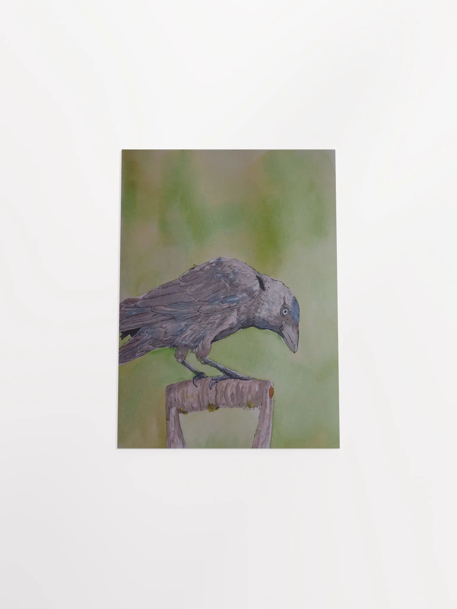 Corvid Series [06] Jackdaw poster print product image (4)