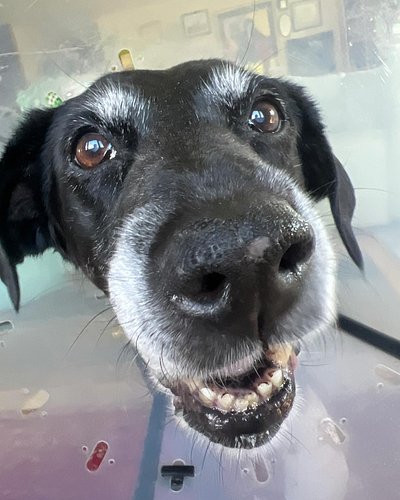 Kaia my waggy smiley lady!!!! The best face!!!!!! #ilovemydogs #dogsarebetterthanpeople #adogable #cancersucks #furbabies #la...