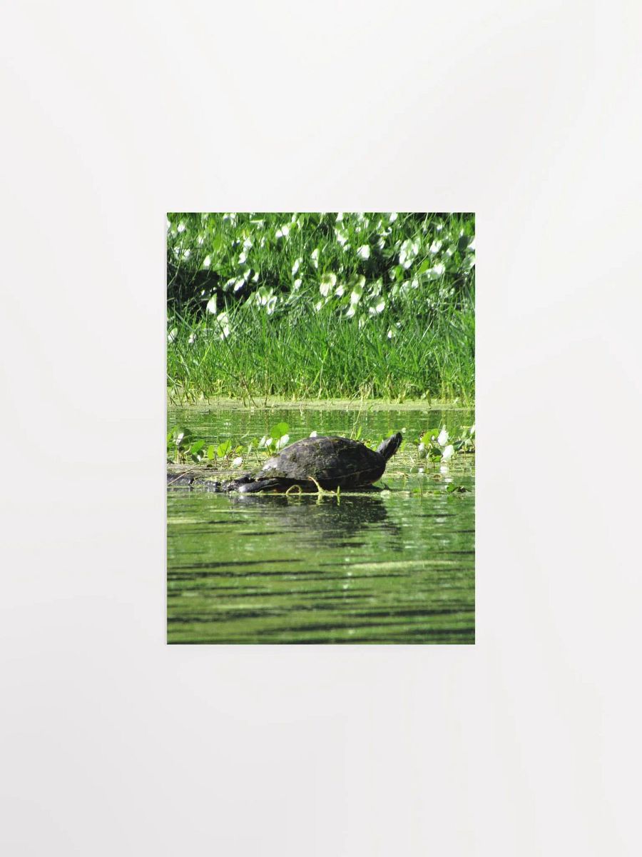Turtle / FL product image (8)