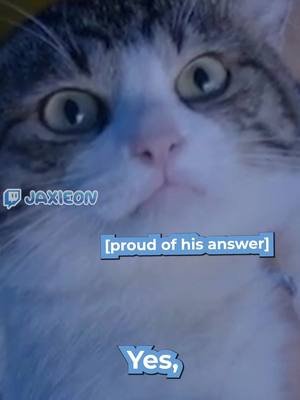 should my cat be the next president 😼 #fyp #cats #twitch