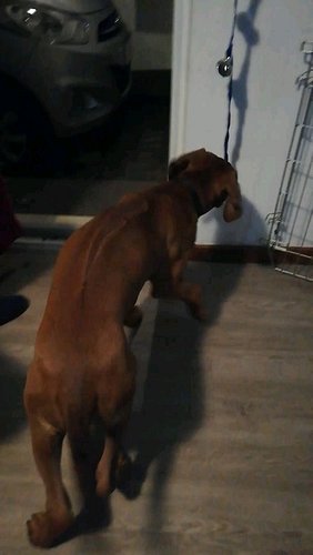 Training Dante with bells #southafrica #capetown #capetowndogs #dogsoftiktok #southafricaRidgebacks #rhodesianridgeback