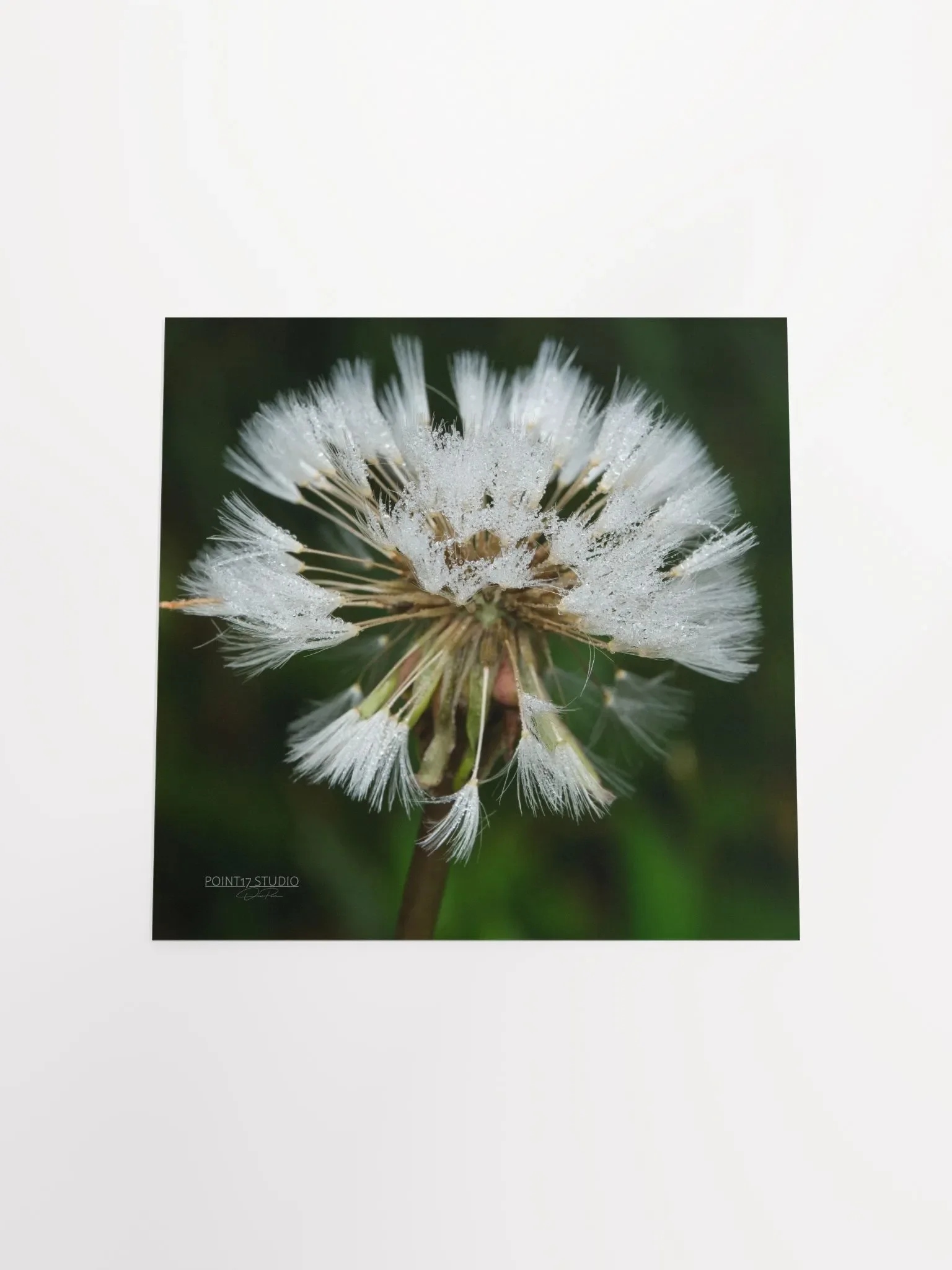 Dandelion #5 - Print product image (10)
