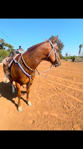 Finally collected the full set from @Tiffanys Braided Horse Tack What do you think?? #horsefashion #horsetack #horsesofinstag...