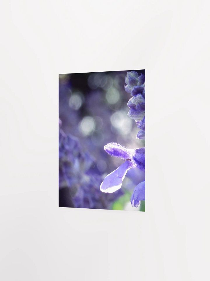 Wisteria 5 product image (15)