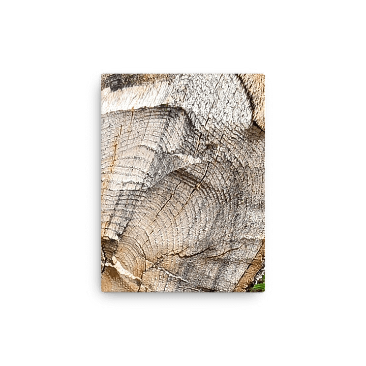 Tree Rings Thin Canvas Print product image (9)