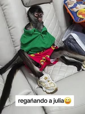 jajaj x mas que me keria ganar la  risa pero es puro show esa Julia 😅😅😅 #julia #monkey #chango #rafaelito 