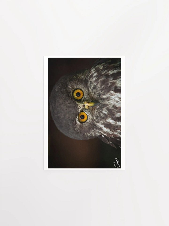 The Owl's Stare - Print product image (1)