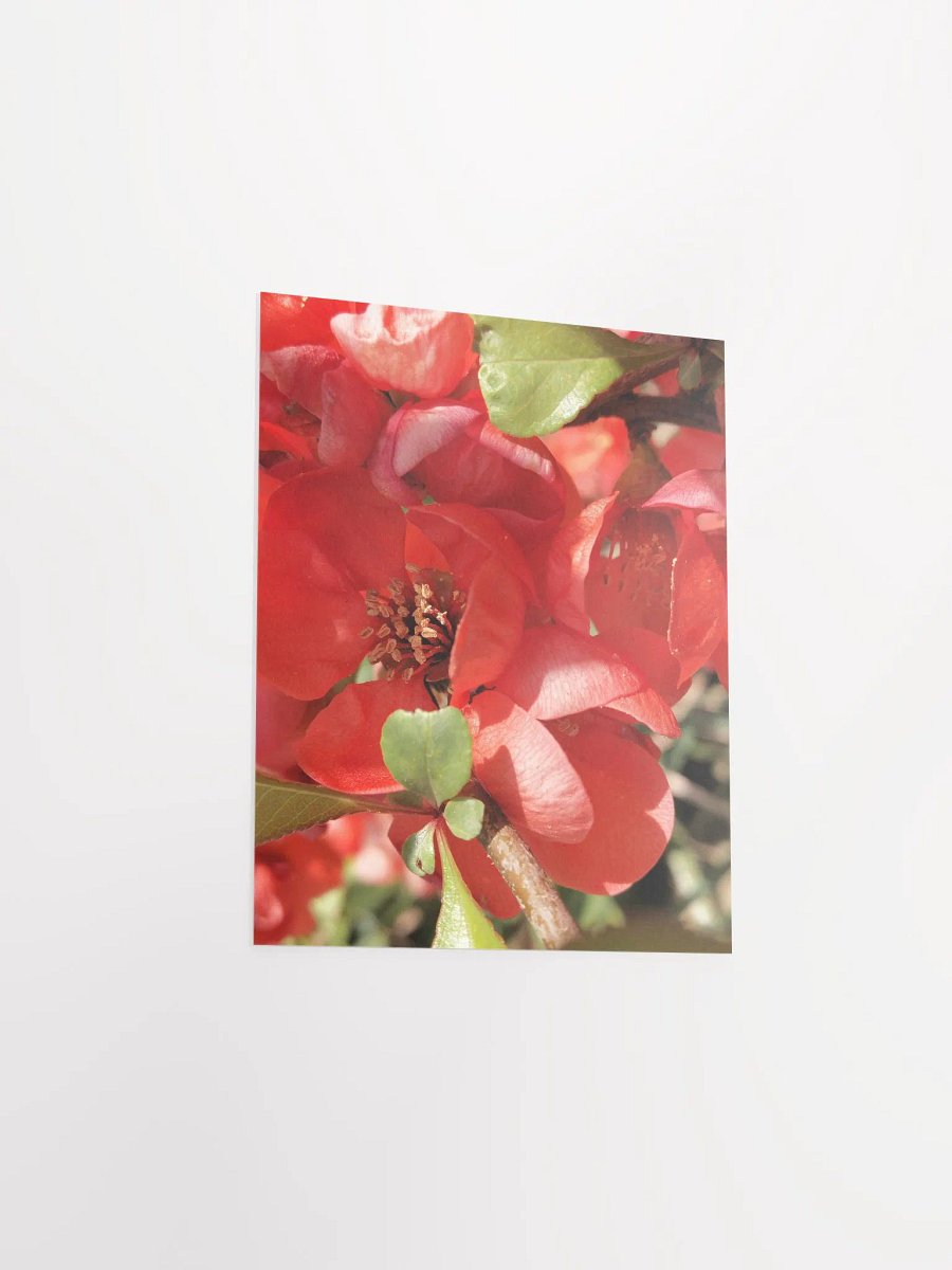 Chaenomeles × Superba Print Poster , Floral Art, Red Flower Print Poster, 8x10 or 16x20