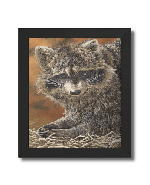 Raton/Racoon Poster encadré/framed product image (1)
