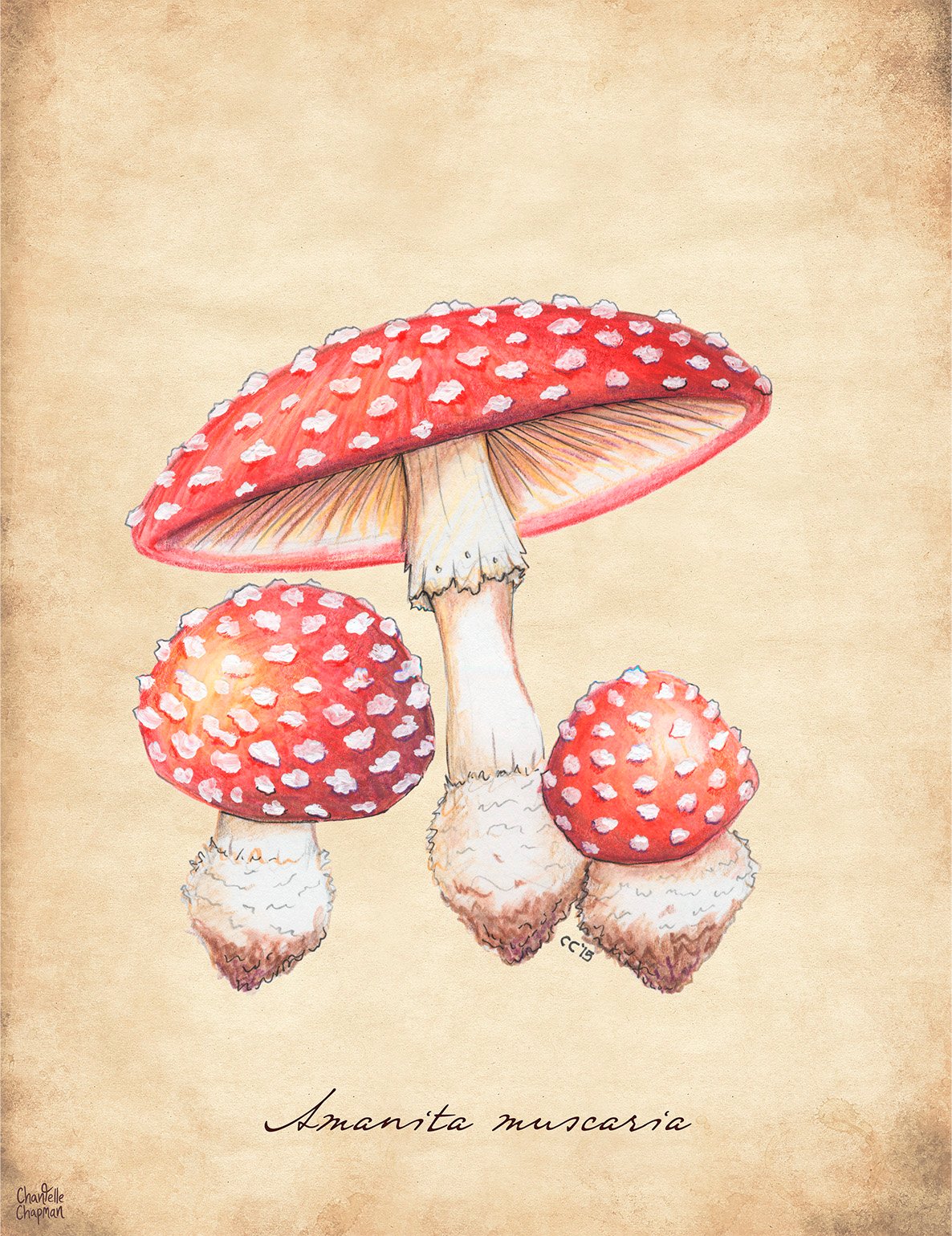 Amanita Muscaria - Art Print product image (1)