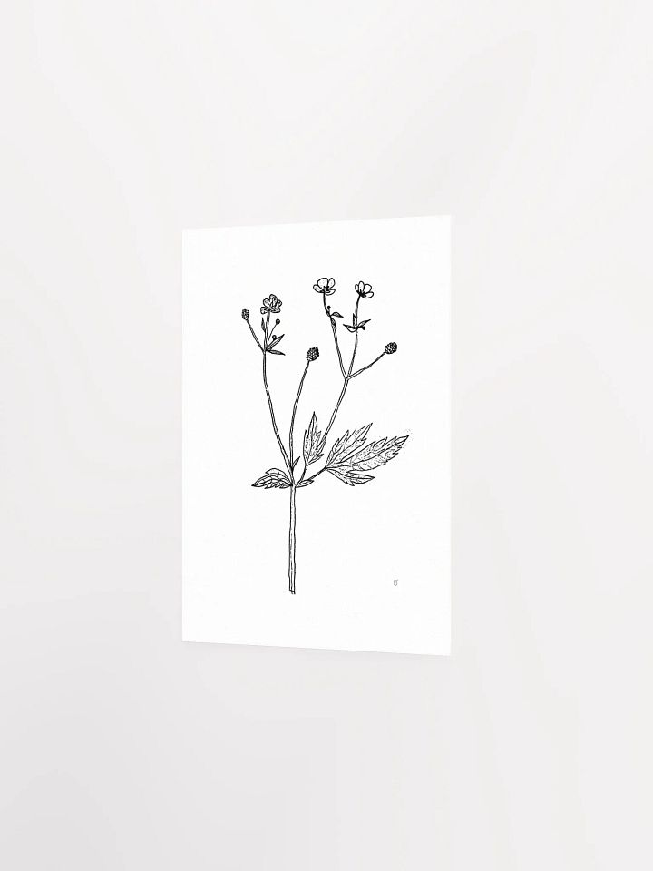 Botanical Beauty Poster - Wild Flowers product image (2)