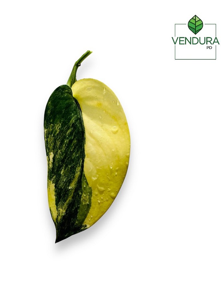 Scindapsus Jade Satin Aurea product image (1)
