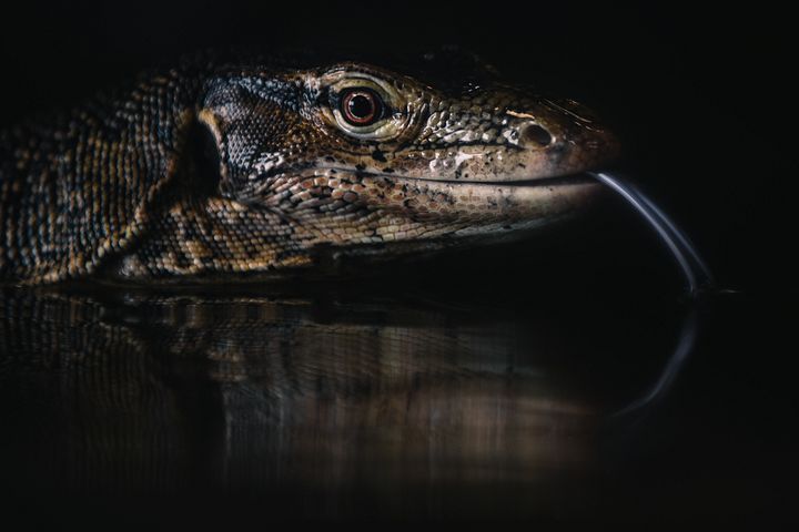 Asian Water Monitor In Water product image (1)