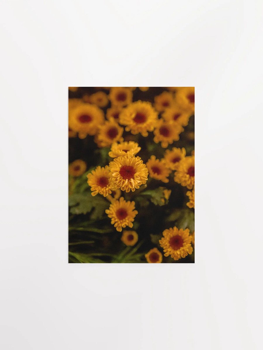 Daisies product image (2)