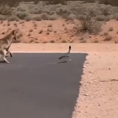 Just like the cartoons!

#roadrunner 
.
.
.
#dumpsterfire #policebodycam #pet #PoliceArrest #BodycamFootage #cops #lawenforce...