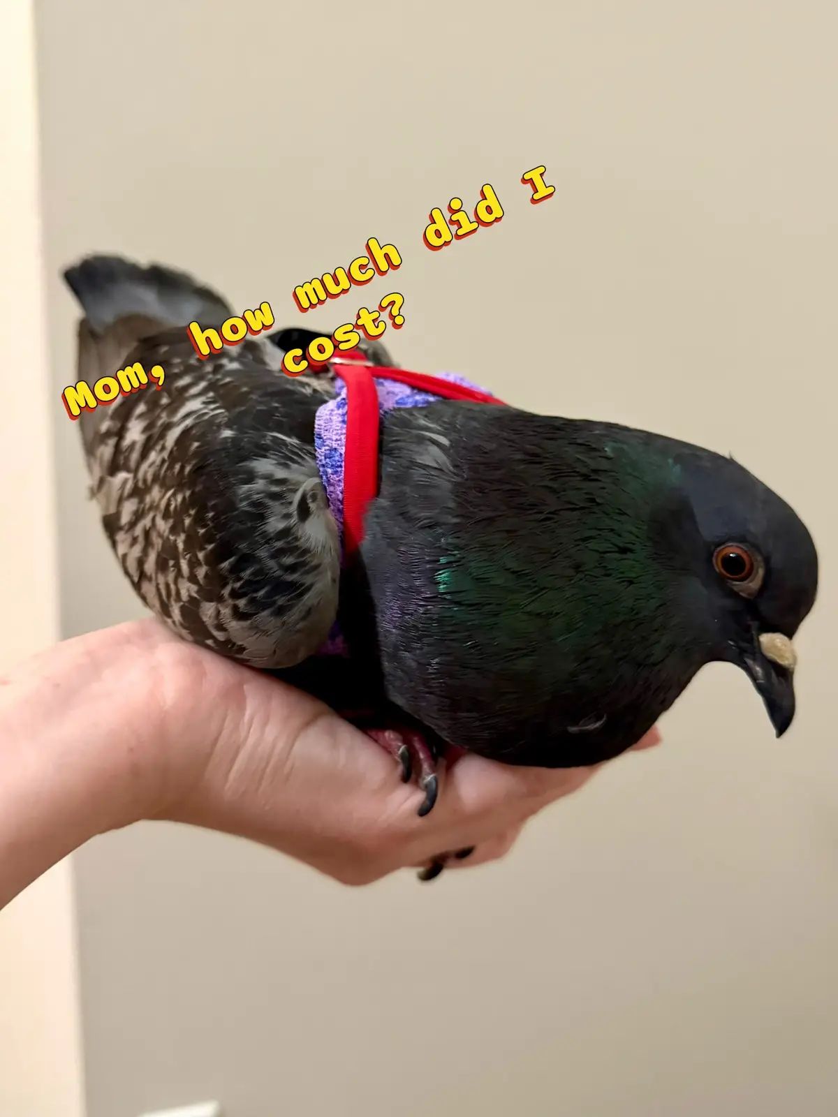 This trend with pigeons is so cute, I had to do it with Cassian 💕🤭 Worth every dollar. #pigeonrescue #pigeonaspets #petpigeon #pigeontok #petbirds #pigeons 