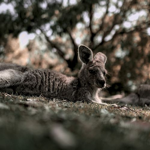 Took a break from the chaos and found myself face-to-face with stillness at @urimbirrawildlife, Victor Harbor. No crowds, no ...