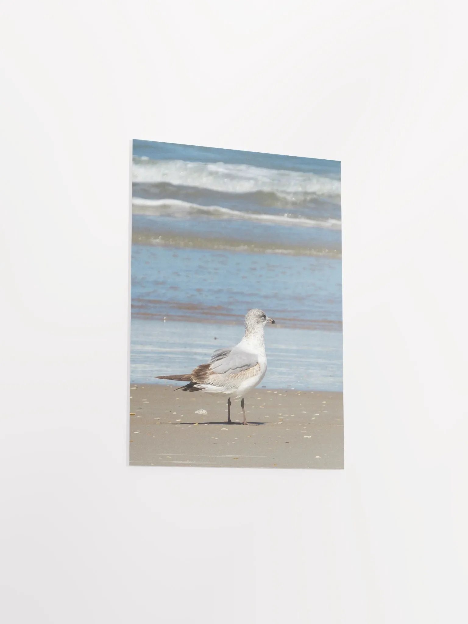 Beach Bird 2 product image (42)