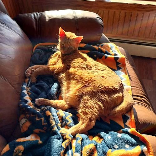 DJ says it's a lovely day for a nap in the sun 🥱🌞