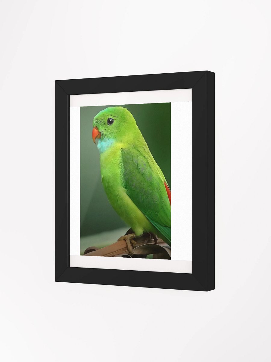 Framed High-Quality Matte Poster (in) Charming Parakeets product image (38)