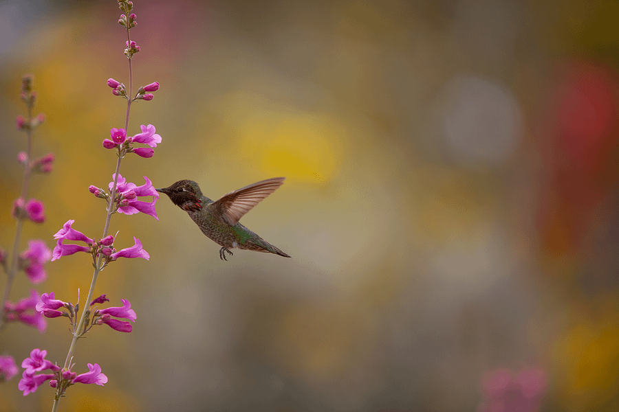 Print - Anna's Hummingbird product image (13)
