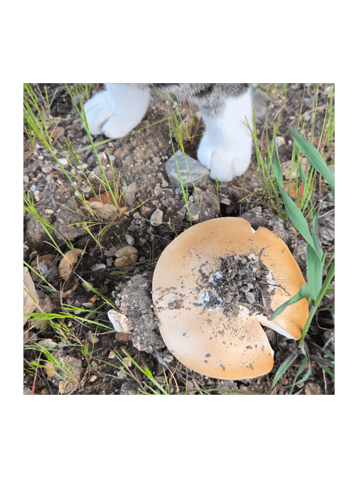 Paws and Shrooms Sticker Set product image (2)