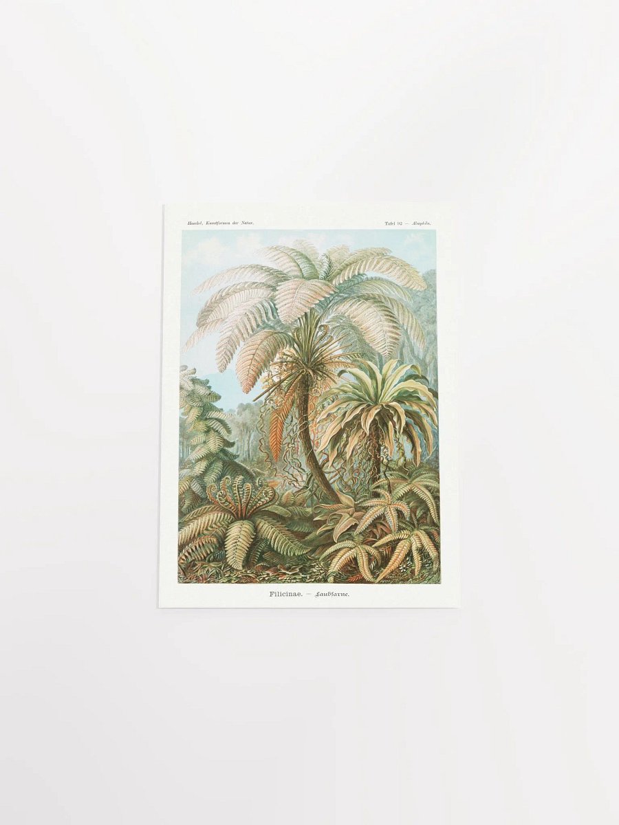 Filicinae–Laubfarne product image (41)
