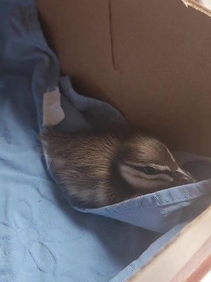 it probably took longer to get out of my pjs than to reunite the family #animalrescue #duck #reunited #duckling #birdrescue 