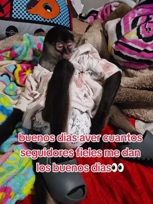 Buenos dias amigos todos feliz miércoles vamos a ver cuantos me dan los buenos dias ?? aver 🙏 #julia #monkey #fyp 