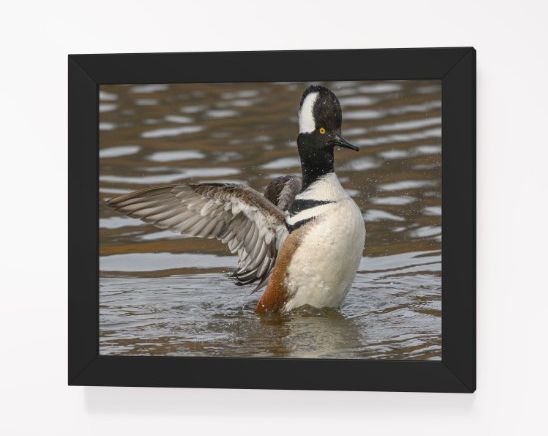 Displaying Hooded Merganser product image (33)