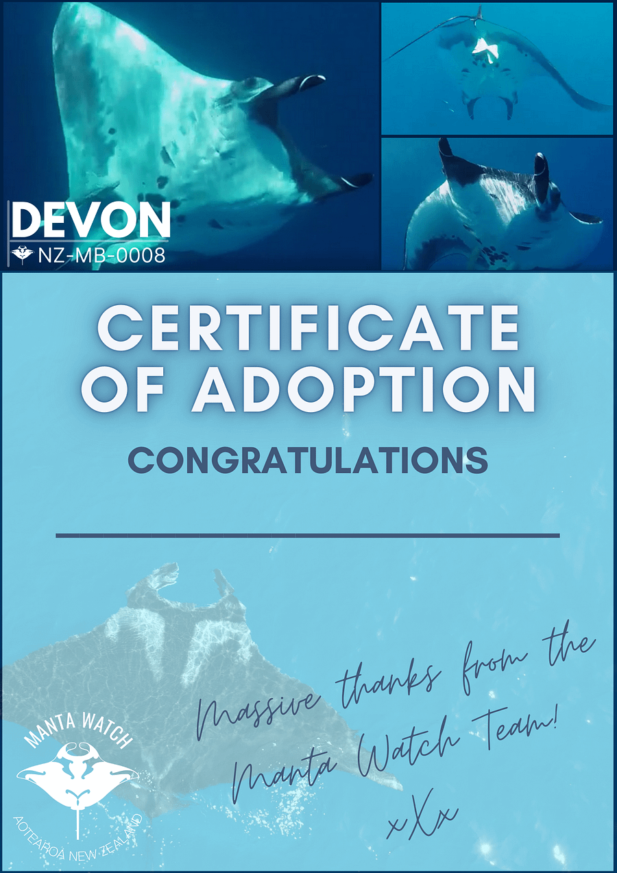 Devon - Adopt A Manta Pack product image (1)