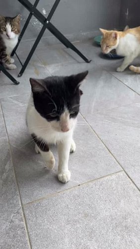 CATkada 
#lefkada #catlovers #vasiliki #greekcats #catkada