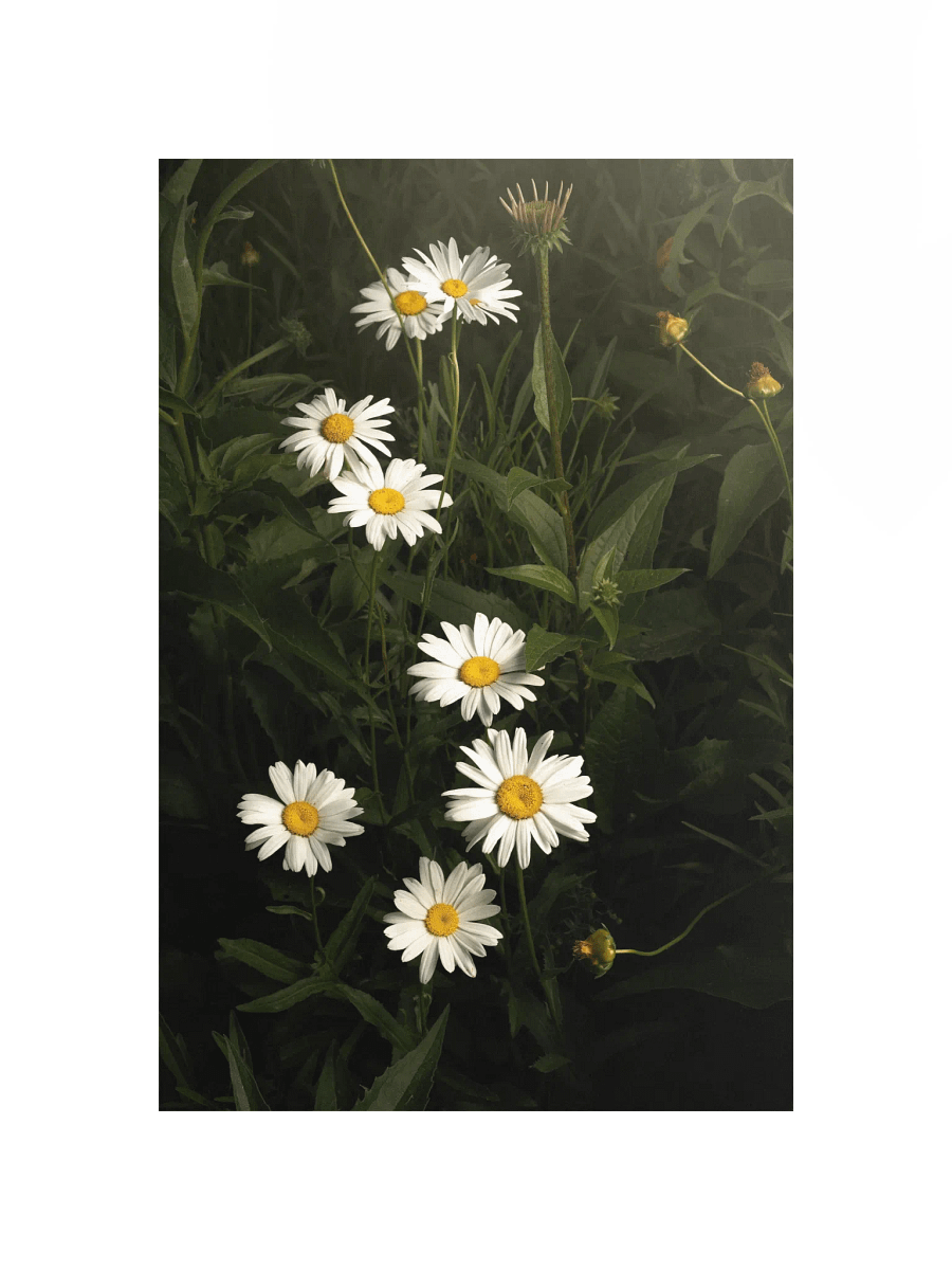 Cascading White Daisies product image (1)