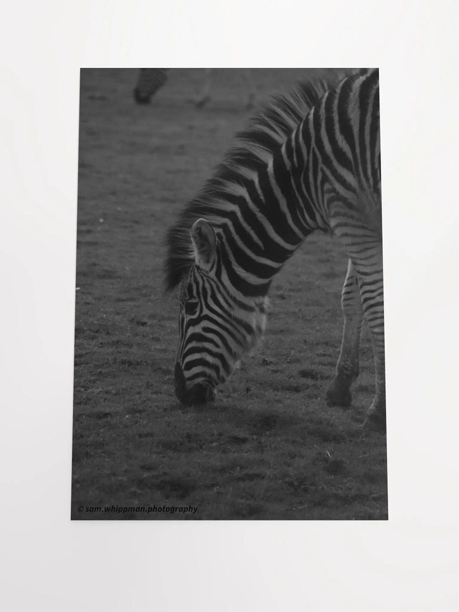 Zebra Prints product image (1)