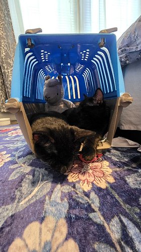 World, meet Sunshine & Moonbeam. ☀️🌙😻 

Thank you to @potroastsmom for nursing these sweethearts back to health and to @whisk...