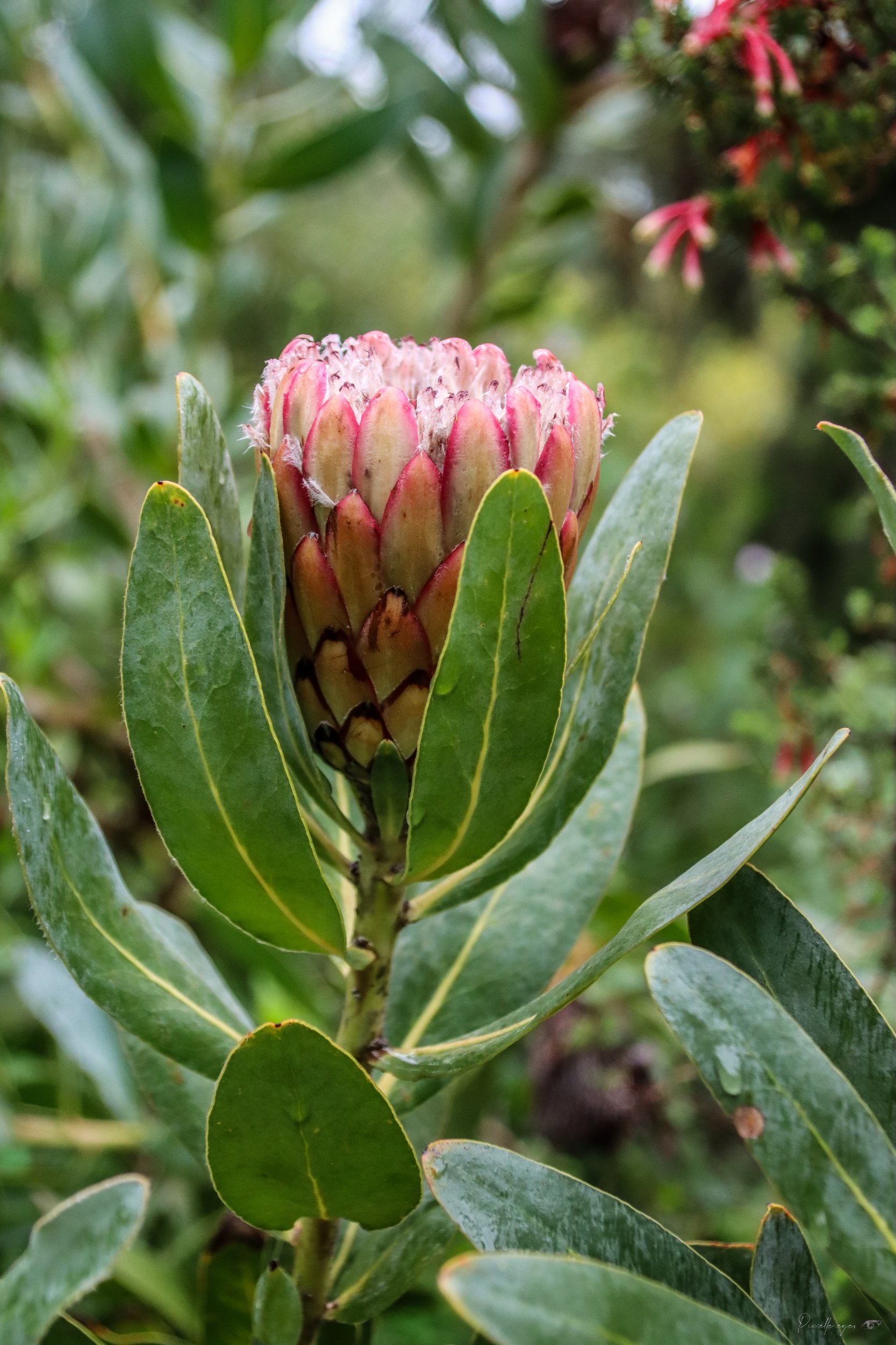 Fine Art - Susara The Hidden Bloom product image (1)